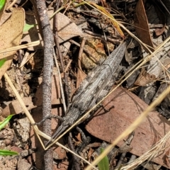 Coryphistes ruricola at Molonglo Valley, ACT - 5 Feb 2022