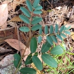 Indigofera australis subsp. australis (Australian Indigo) at Block 402 - 5 Feb 2022 by trevorpreston