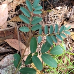 Indigofera australis subsp. australis (Australian Indigo) at Denman Prospect 2 Estate Deferred Area (Block 12) - 5 Feb 2022 by tpreston