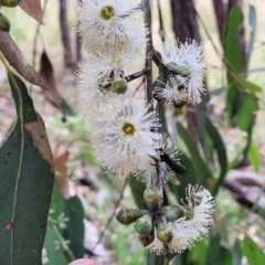 Eucalyptus dives (Broad-leaved Peppermint) at Block 402 - 5 Feb 2022 by trevorpreston
