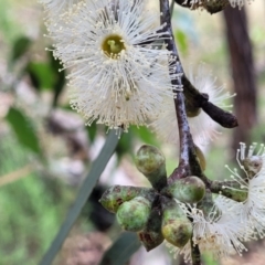 Eucalyptus dives at Molonglo Valley, ACT - 5 Feb 2022 11:24 AM