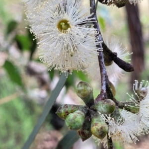 Eucalyptus dives at Molonglo Valley, ACT - 5 Feb 2022 11:24 AM