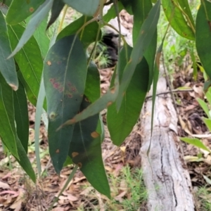 Eucalyptus dives at Molonglo Valley, ACT - 5 Feb 2022 11:24 AM