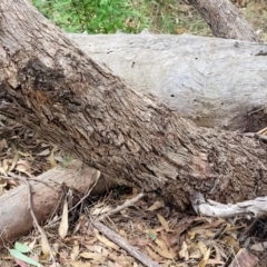 Eucalyptus dives at Molonglo Valley, ACT - 5 Feb 2022