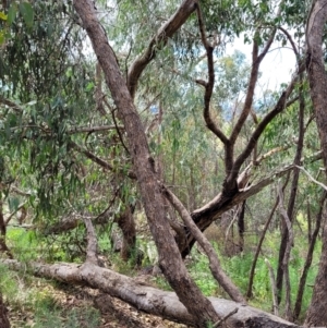 Eucalyptus dives at Molonglo Valley, ACT - 5 Feb 2022