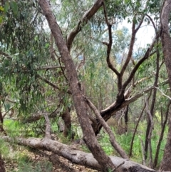 Eucalyptus dives at Molonglo Valley, ACT - 5 Feb 2022