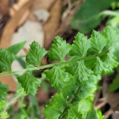 Asplenium flabellifolium (Necklace Fern) at Block 402 - 5 Feb 2022 by trevorpreston