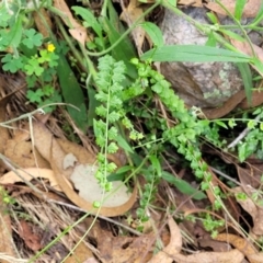 Asplenium flabellifolium at Molonglo Valley, ACT - 5 Feb 2022