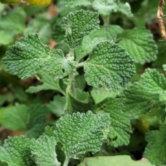 Marrubium vulgare (Horehound) at Molonglo Valley, ACT - 5 Feb 2022 by trevorpreston