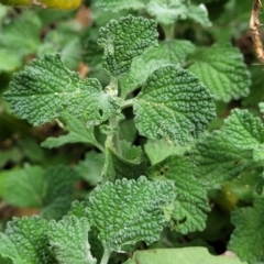 Marrubium vulgare (Horehound) at Molonglo Valley, ACT - 5 Feb 2022 by tpreston