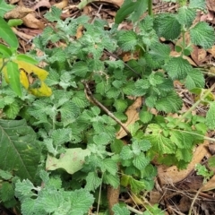 Marrubium vulgare at Molonglo Valley, ACT - 5 Feb 2022