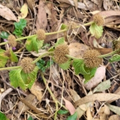 Marrubium vulgare at Molonglo Valley, ACT - 5 Feb 2022