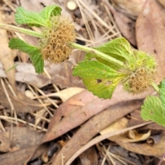 Marrubium vulgare at Molonglo Valley, ACT - 5 Feb 2022