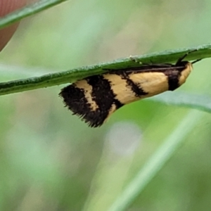 Olbonoma triptycha at Molonglo Valley, ACT - 5 Feb 2022 11:21 AM