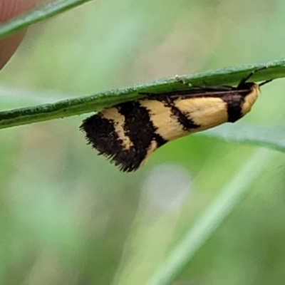 Olbonoma triptycha (Chezela Group) at Molonglo Valley, ACT - 5 Feb 2022 by tpreston