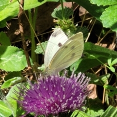 Pieris rapae (Cabbage White) at Piney Ridge - 5 Feb 2022 by tpreston