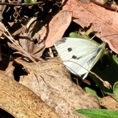 Pieris rapae at Molonglo Valley, ACT - 5 Feb 2022 11:19 AM