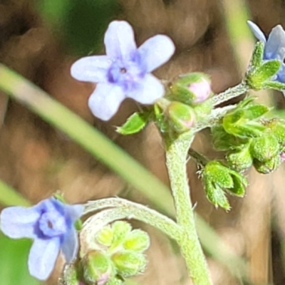 Cynoglossum australe (Australian Forget-me-not) at Block 402 - 5 Feb 2022 by trevorpreston