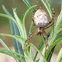 Plebs eburnus (Eastern bush orb-weaver) at Block 402 - 5 Feb 2022 by tpreston