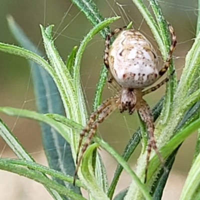 Plebs eburnus (Eastern bush orb-weaver) at Denman Prospect 2 Estate Deferred Area (Block 12) - 5 Feb 2022 by tpreston