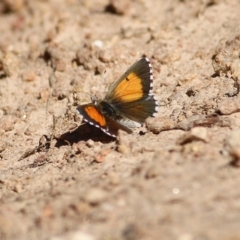 Lucia limbaria (Chequered Copper) at Felltimber Creek NCR - 5 Feb 2022 by KylieWaldon