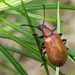 Ecnolagria grandis (Honeybrown beetle) at Molonglo Valley, ACT - 5 Feb 2022 by trevorpreston