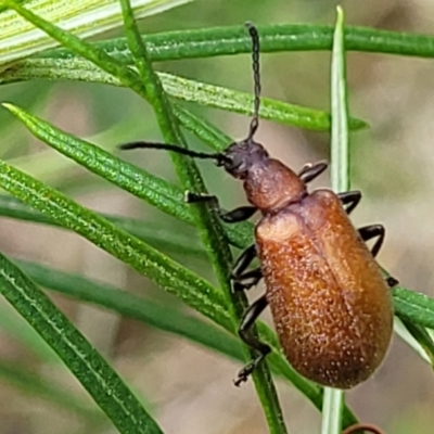 Ecnolagria grandis (Honeybrown beetle) at Molonglo Valley, ACT - 5 Feb 2022 by trevorpreston