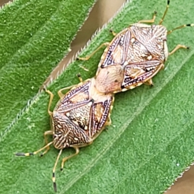 Anischys luteovarius (A shield bug) at Block 402 - 5 Feb 2022 by trevorpreston