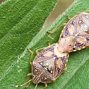 Anischys luteovarius at Molonglo Valley, ACT - 5 Feb 2022