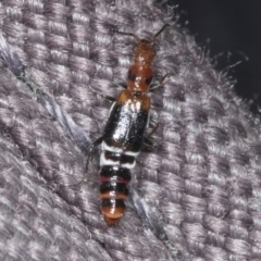 Carphurus sp. (genus) (Soft-winged flower beetle) at Acton, ACT - 3 Feb 2022 by AlisonMilton