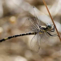 Parasynthemis regina (Royal Tigertail) at Wodonga - 4 Feb 2022 by KylieWaldon