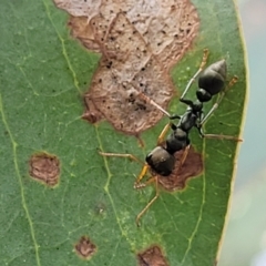 Myrmecia sp., pilosula-group (Jack jumper) at Molonglo Valley, ACT - 5 Feb 2022 by tpreston