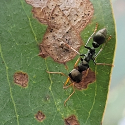 Myrmecia sp., pilosula-group (Jack jumper) at Block 402 - 5 Feb 2022 by trevorpreston