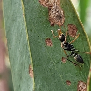 Myrmecia sp., pilosula-group at Molonglo Valley, ACT - 5 Feb 2022 11:10 AM