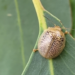 Paropsisterna sp. (genus) (A leaf beetle) at Molonglo Valley, ACT - 5 Feb 2022 by trevorpreston
