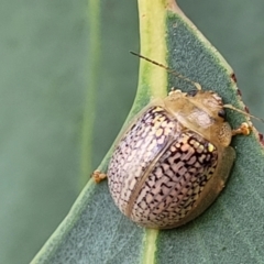 Paropsisterna decolorata at Molonglo Valley, ACT - 5 Feb 2022