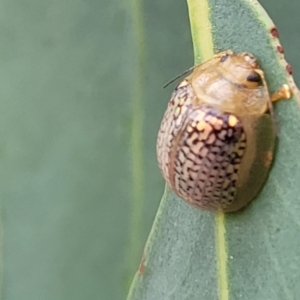 Paropsisterna decolorata at Molonglo Valley, ACT - 5 Feb 2022