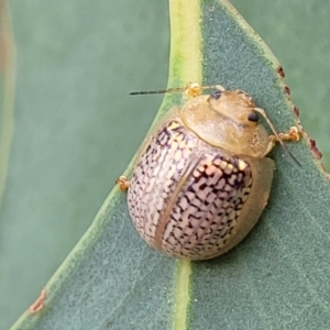 Paropsisterna decolorata at Molonglo Valley, ACT - 5 Feb 2022