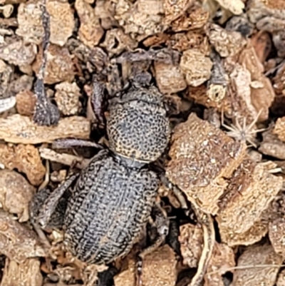 Cubicorhynchus sp. (genus) (Ground weevil) at Molonglo Valley, ACT - 5 Feb 2022 by trevorpreston