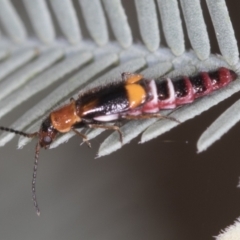 Carphurus sp. (genus) (Soft-winged flower beetle) at Bango, NSW - 3 Feb 2022 by AlisonMilton