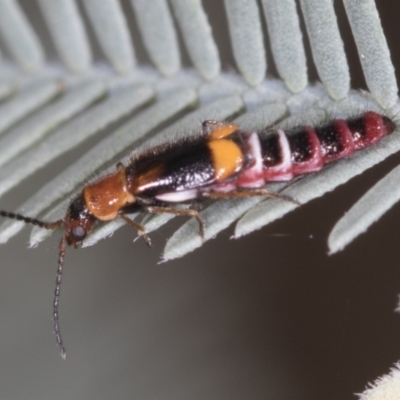 Carphurus sp. (genus) (Soft-winged flower beetle) at Bango Nature Reserve - 2 Feb 2022 by AlisonMilton