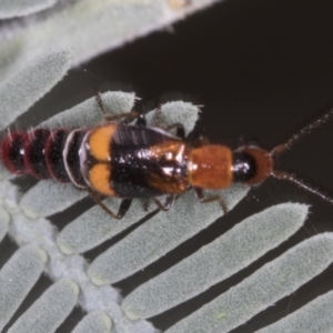 Carphurus sp. (genus) at Bango, NSW - 3 Feb 2022