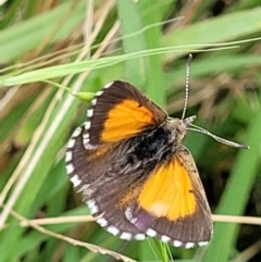 Lucia limbaria (Chequered Copper) at Molonglo Valley, ACT - 5 Feb 2022 by trevorpreston