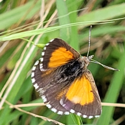 Lucia limbaria (Chequered Copper) at Molonglo Valley, ACT - 5 Feb 2022 by trevorpreston