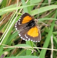 Lucia limbaria at Molonglo Valley, ACT - 5 Feb 2022 11:00 AM