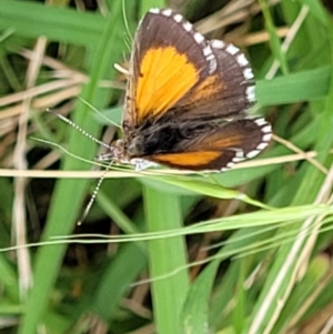 Lucia limbaria at Molonglo Valley, ACT - 5 Feb 2022 11:00 AM