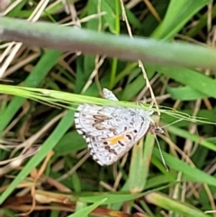 Lucia limbaria at Molonglo Valley, ACT - 5 Feb 2022 11:00 AM