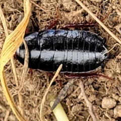 Unidentified Cockroach (Blattodea, several families) (TBC) at Molonglo Valley, ACT - 4 Feb 2022 by tpreston
