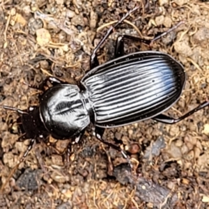 Pterostichini (tribe) at Molonglo Valley, ACT - 5 Feb 2022