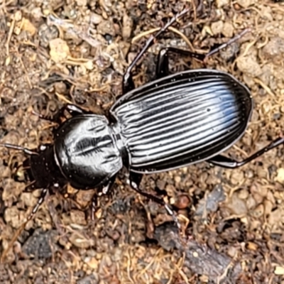 Pterostichini (tribe) (A Carabid beetle) at Molonglo Valley, ACT - 5 Feb 2022 by trevorpreston